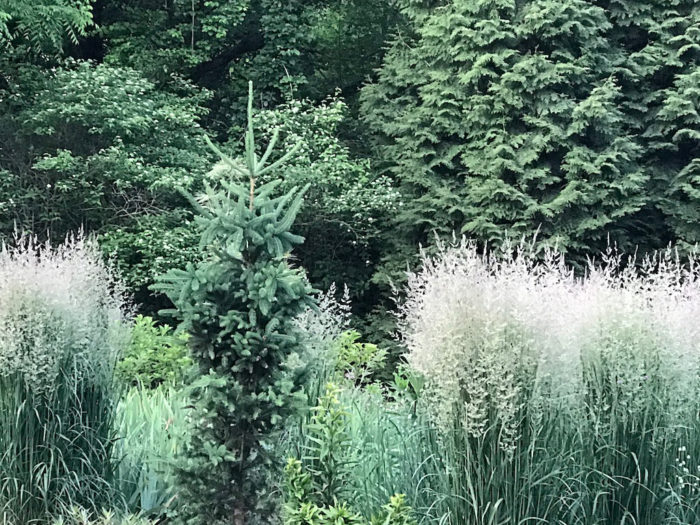 Cupressina Norway spruce