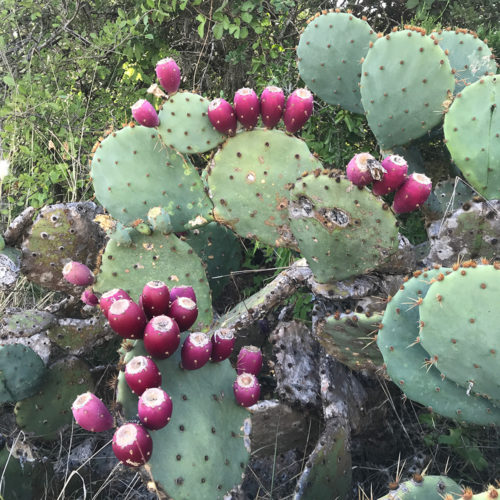 Thorny Favorites for the Southern Plains - Fine Gardening