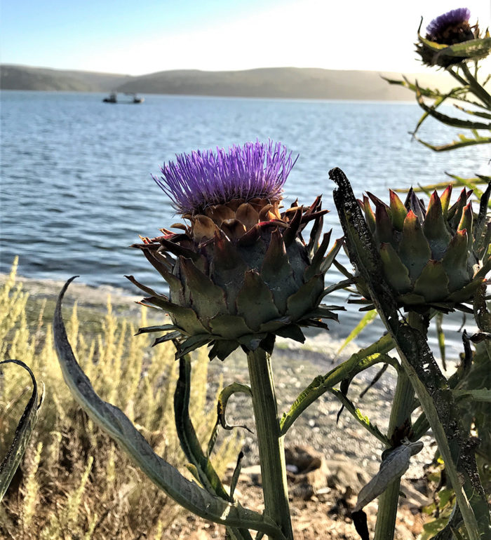 cardoon