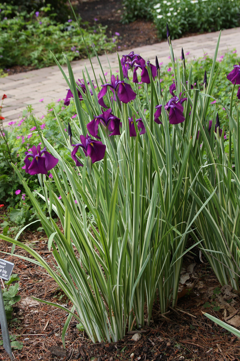 Variegated Japanese water iris