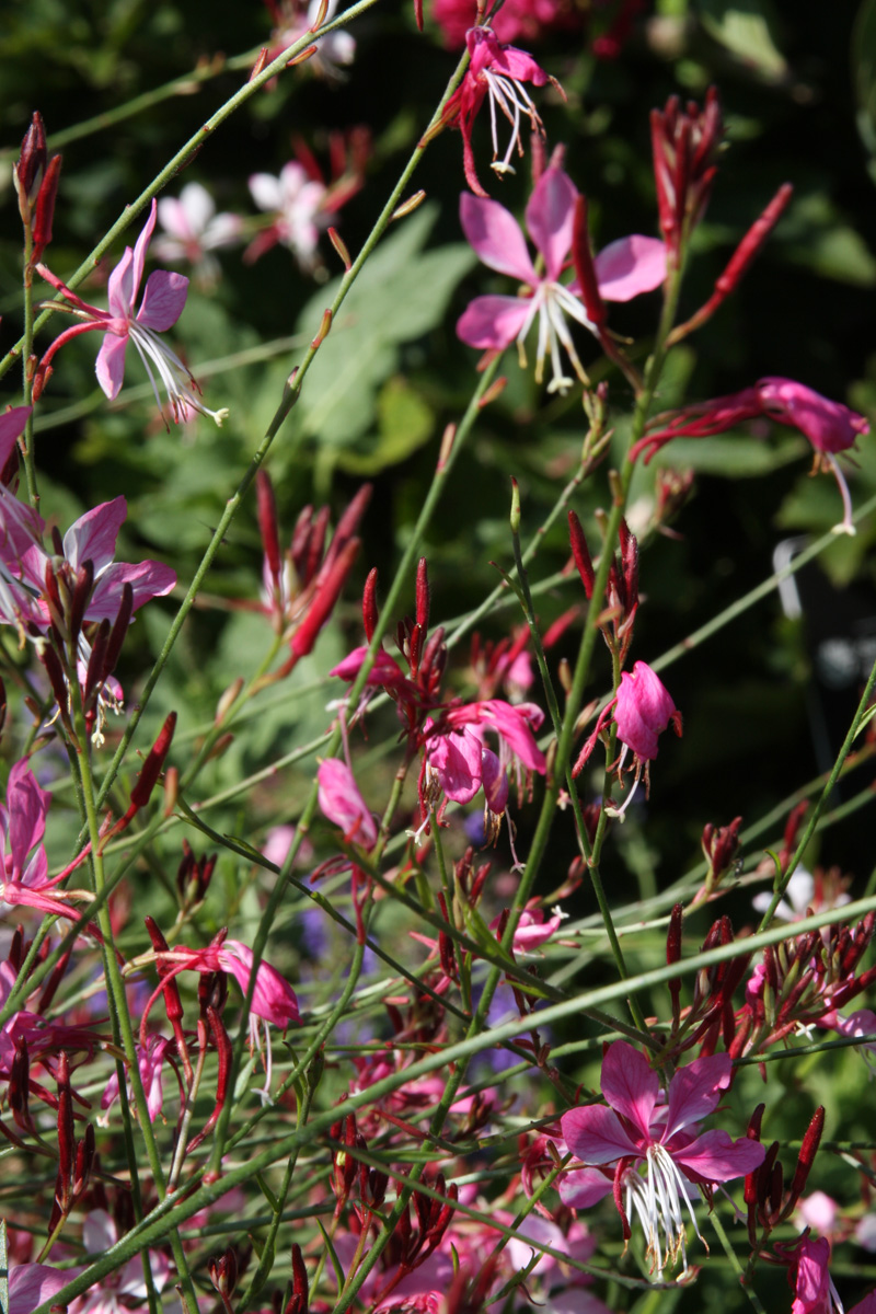 Gaura