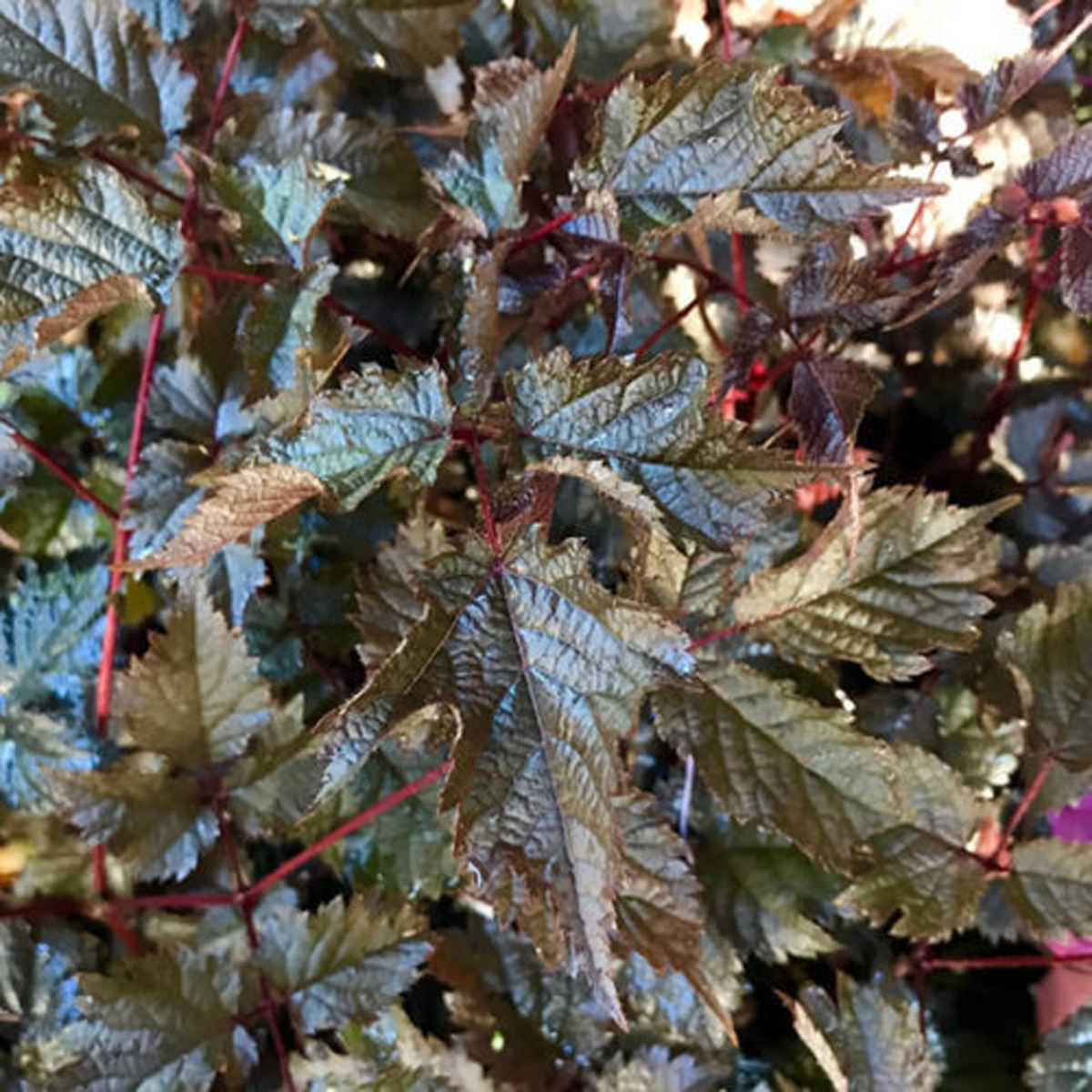 ‘Chocolate Shogun’ astilbe