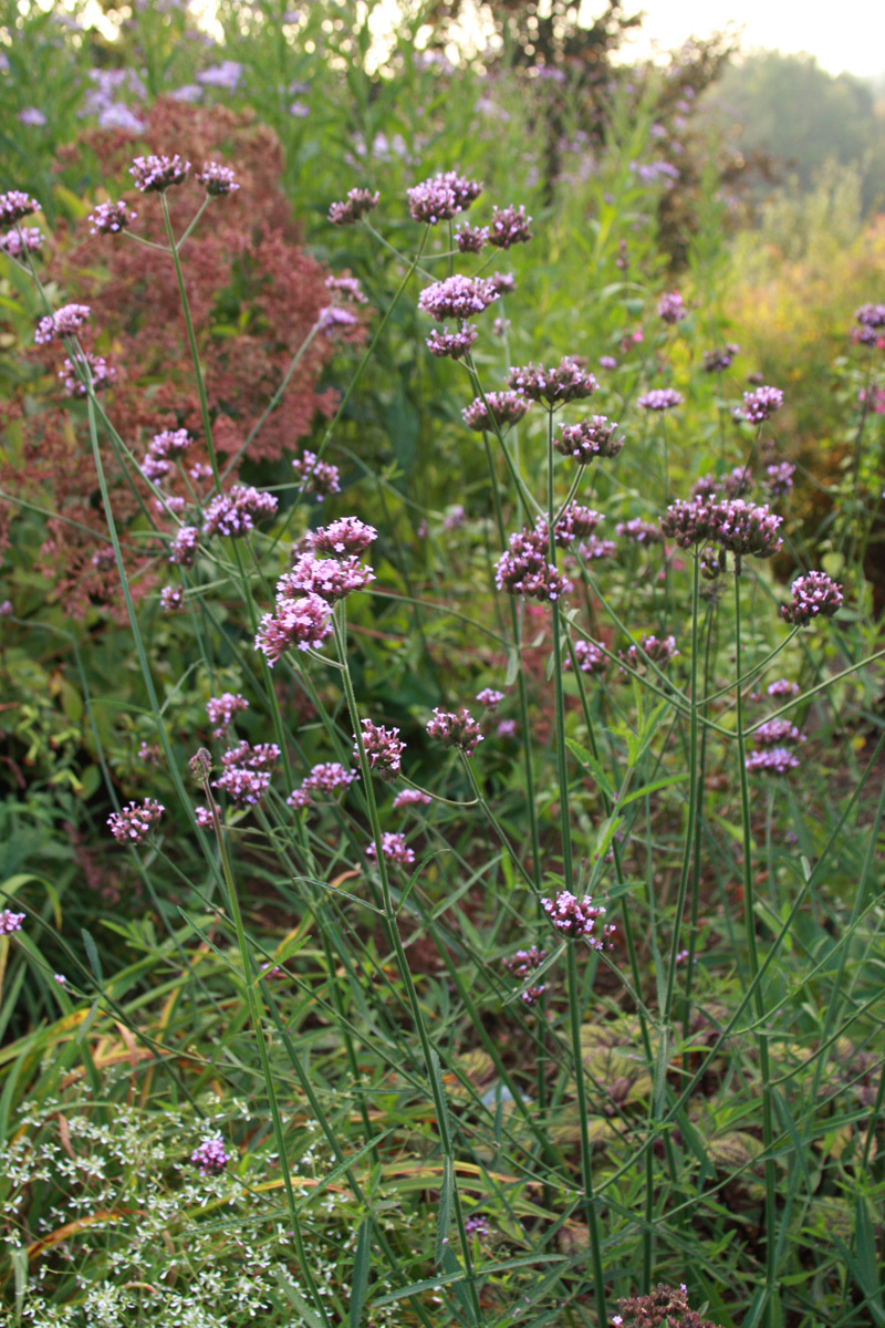 Tall verbena 