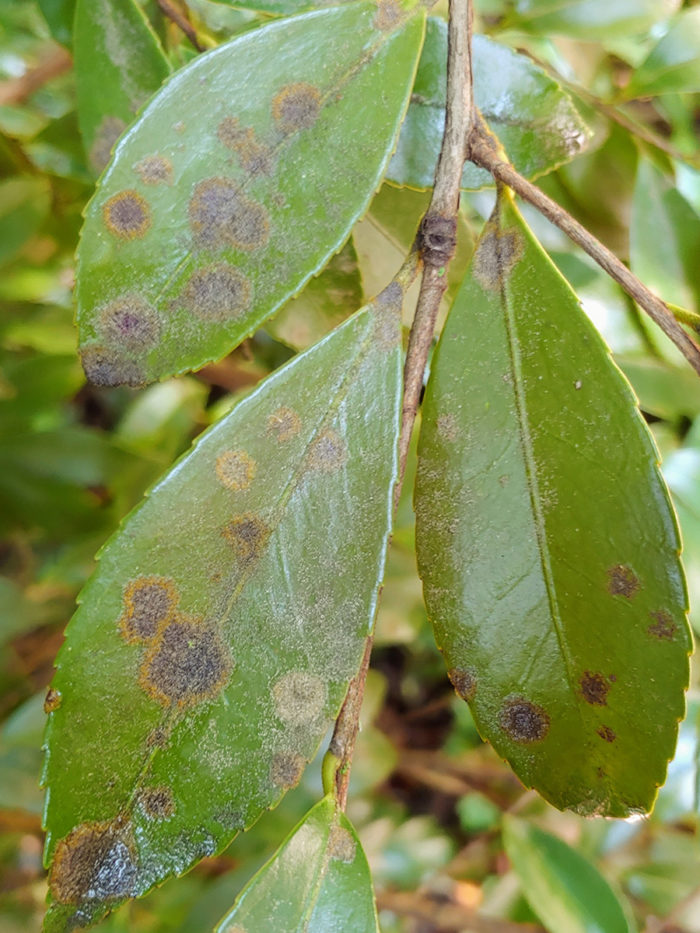 algal spot on camellia