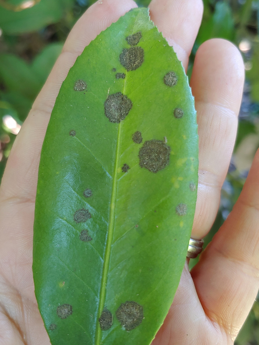 camellia algal spot