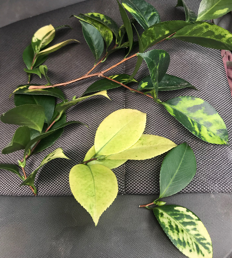 The Plant Doctor: Control tea scale on camellias with spray