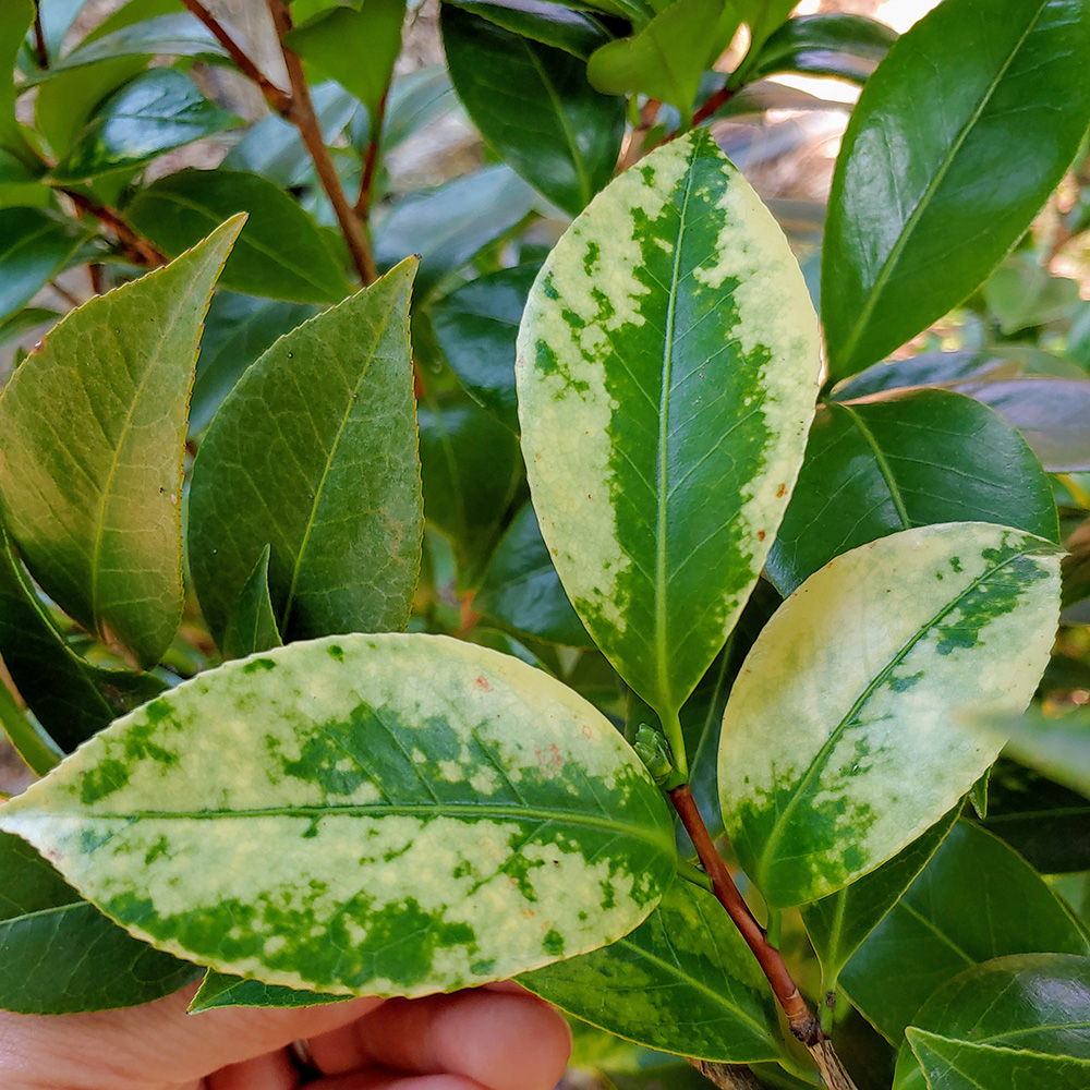 Tea Scale (Fiorinia theae)