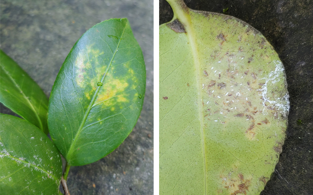 Tea scale causes yellow spots on camellia leaves…Crawlers hatching now –  EcoIPM