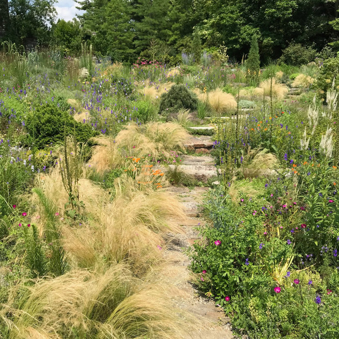 Mexican feather grass