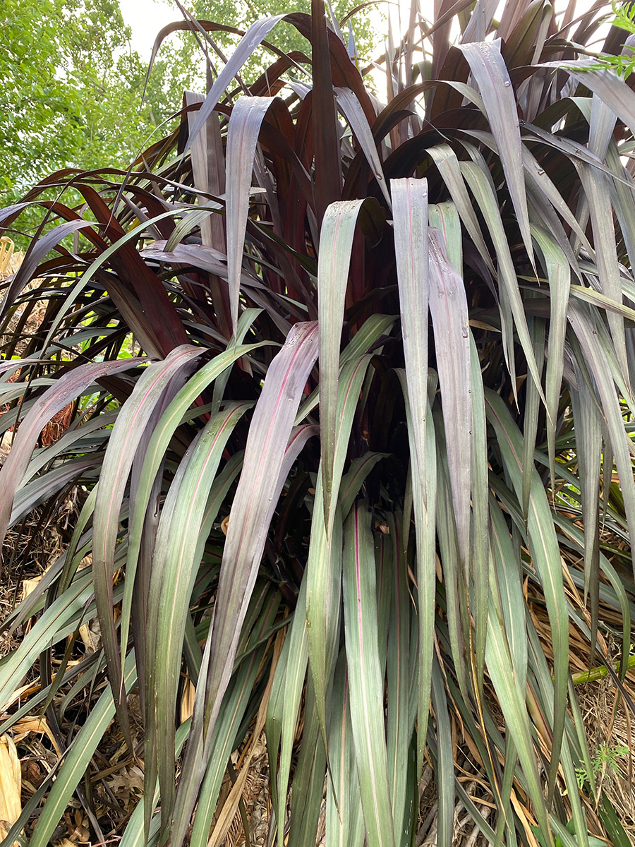 Vertigo purple fountain grass