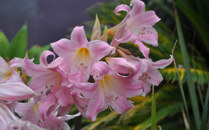 belladonna lilies