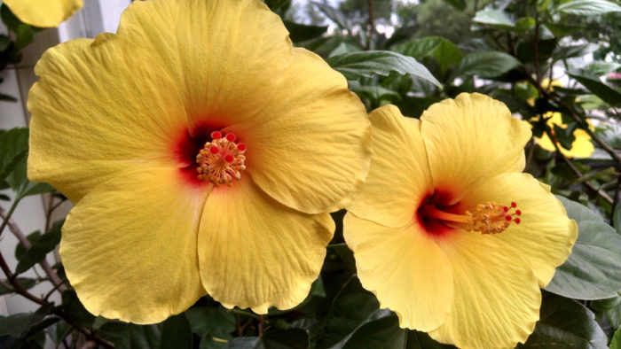 hibiscus (Hibiscus rosa-sinensis ‘Little Hula Girl’, Zones 10–11).