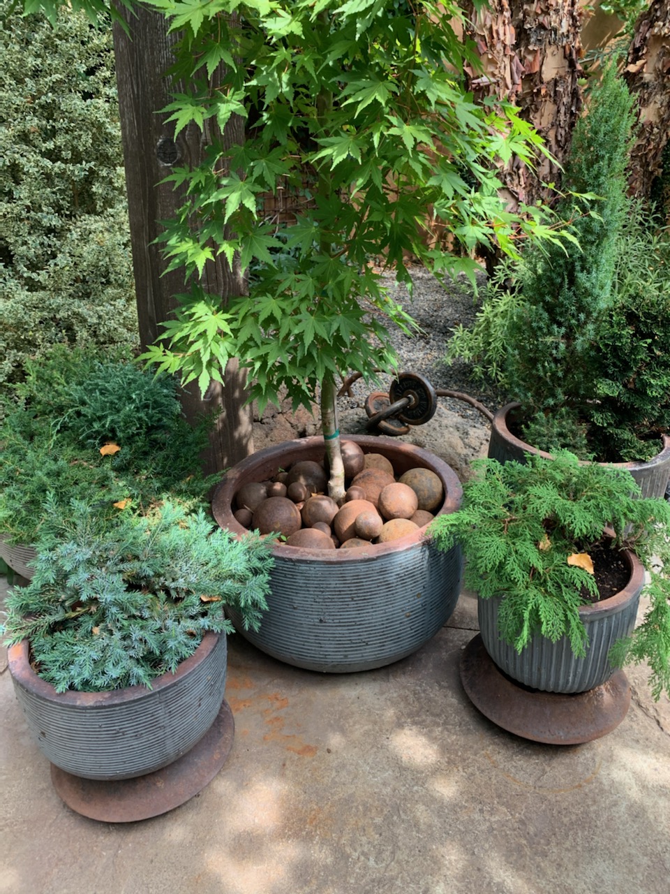 Japanese maple in a pot