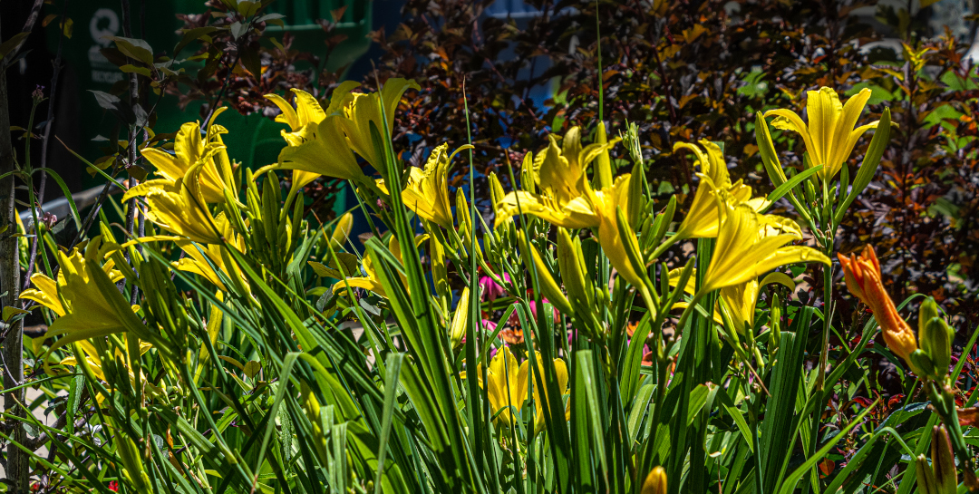 Daylily ‘Hyperion’