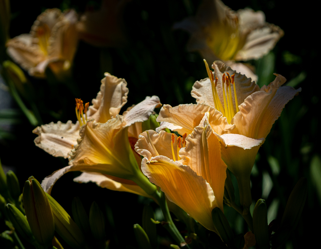 Lullaby Baby daylily