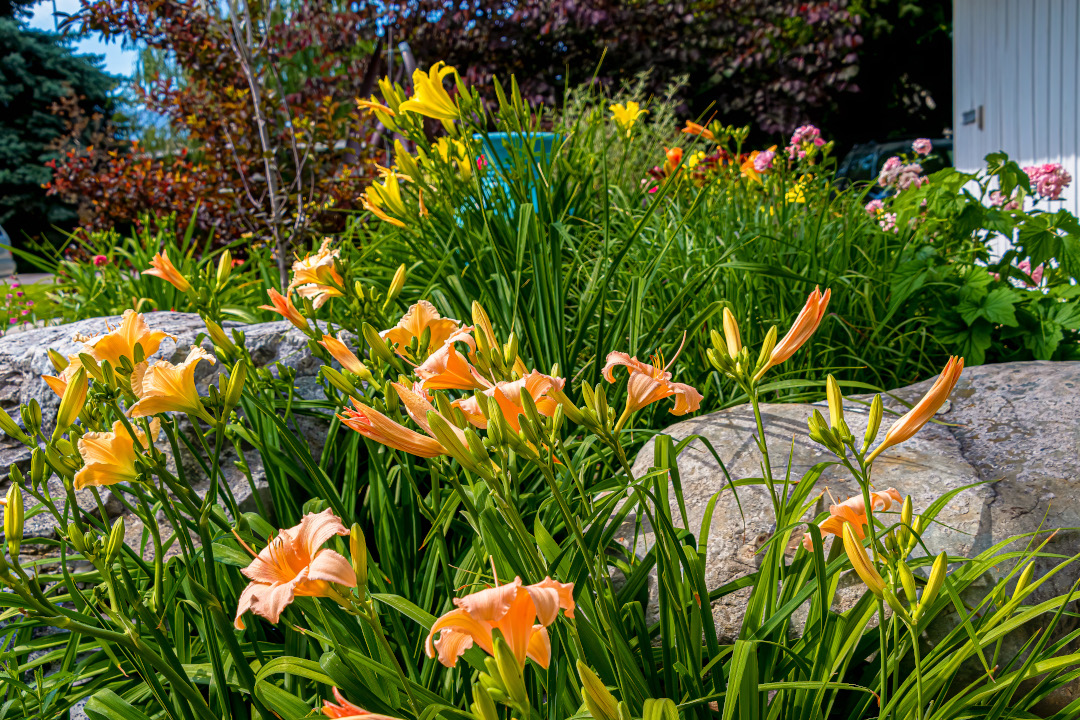 Fairy Tale Pink daylily