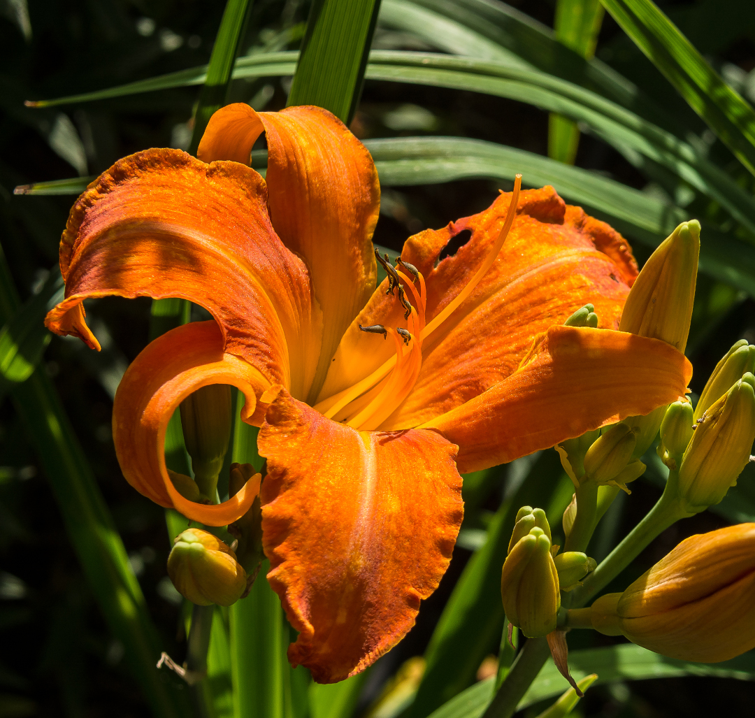 Primal Scream daylily