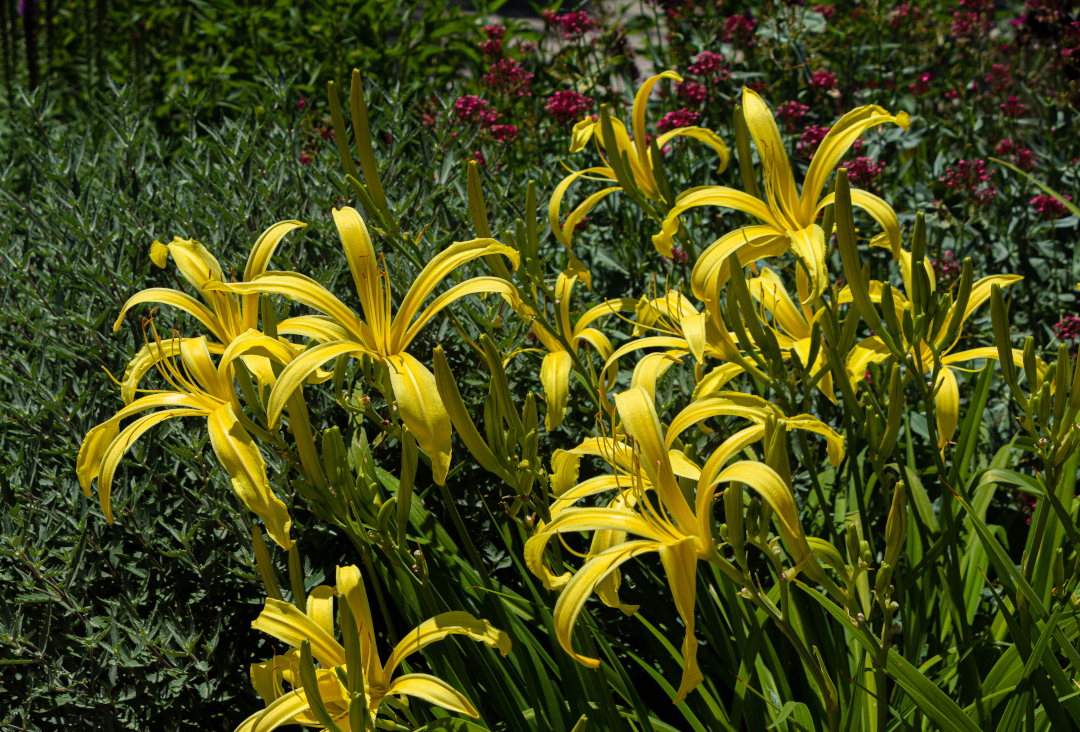 spider-form daylily