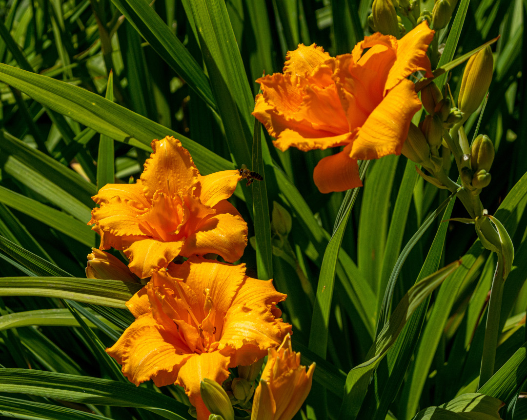 Condilla daylily