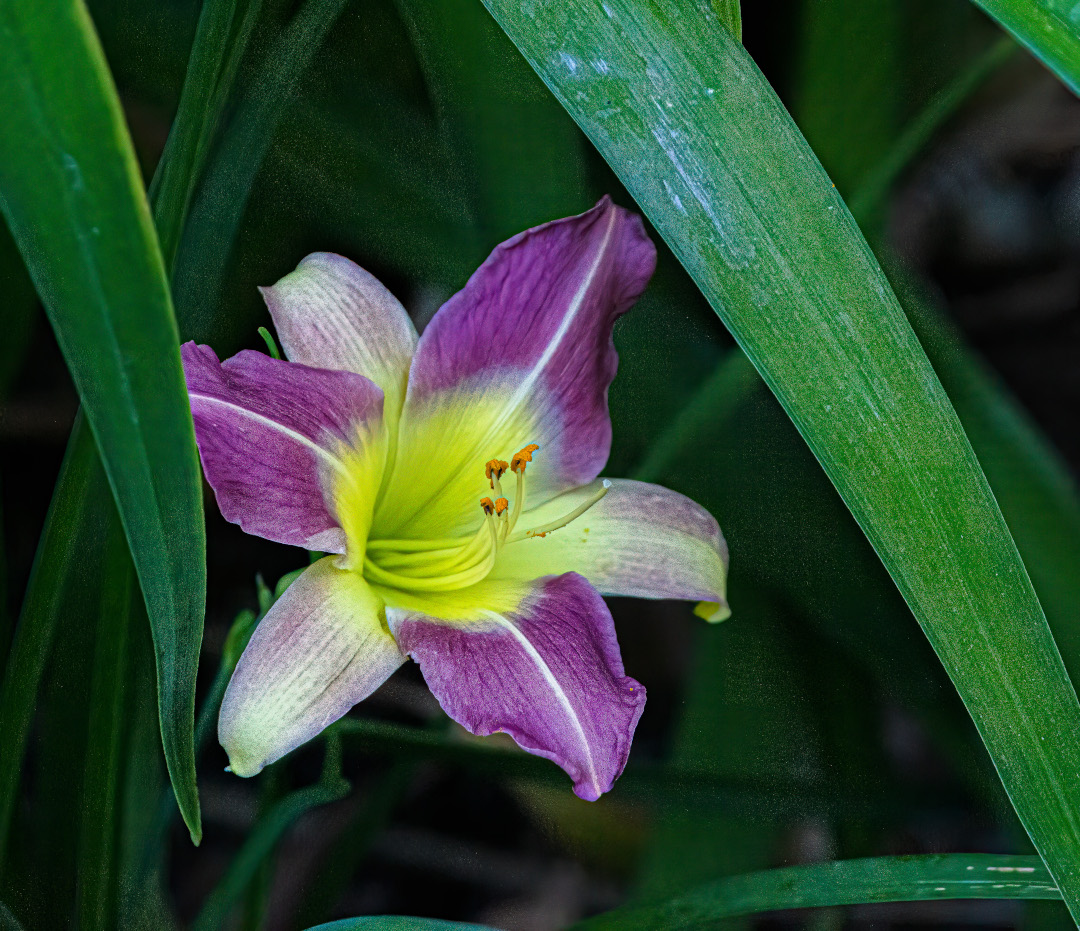 Peek-a-boo daylily