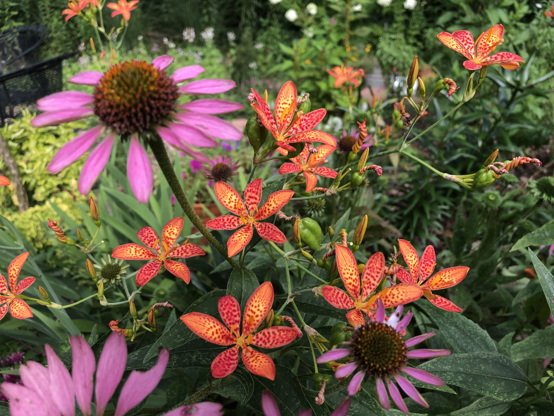 Blackberry lilies