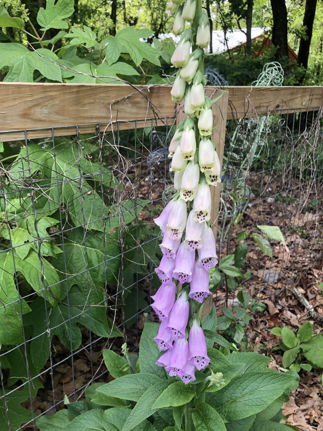 foxglove in bloom