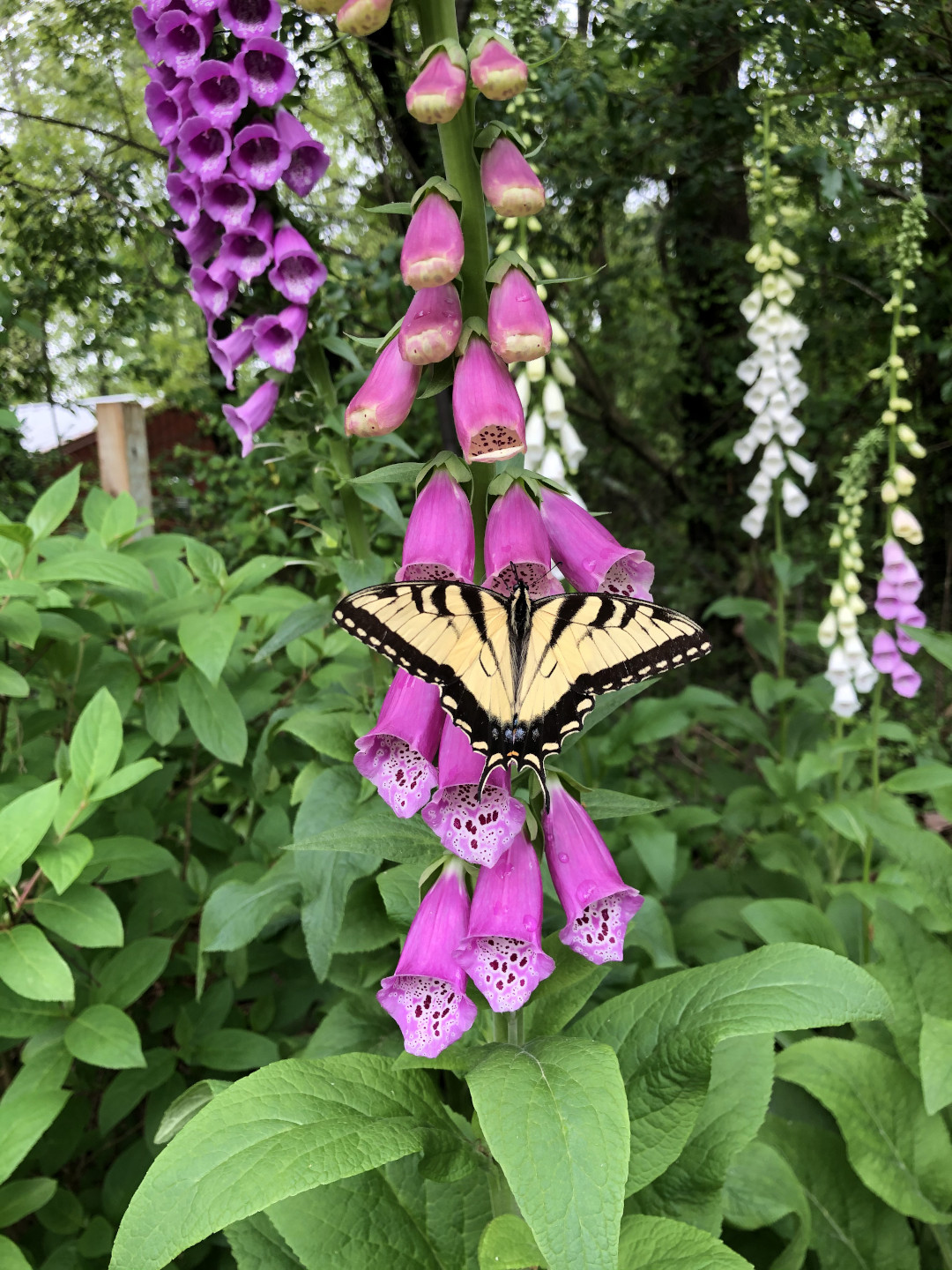 tiger swallowtail butterfly