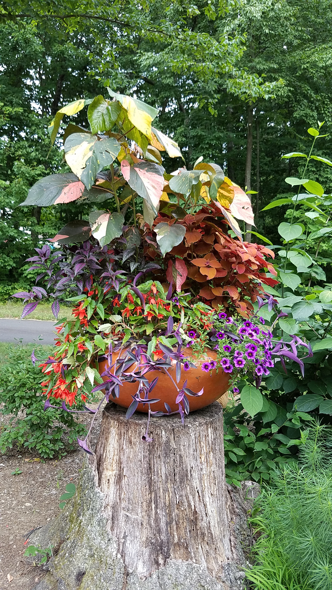 Acalypha in a container