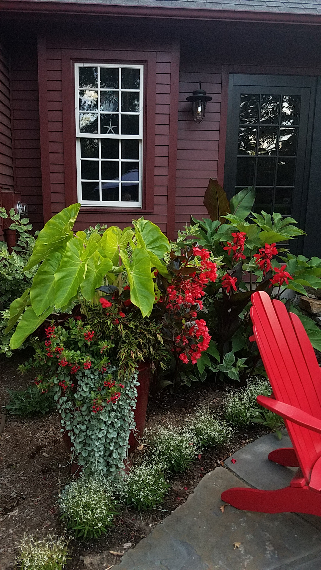 Colocasia Maui Gold