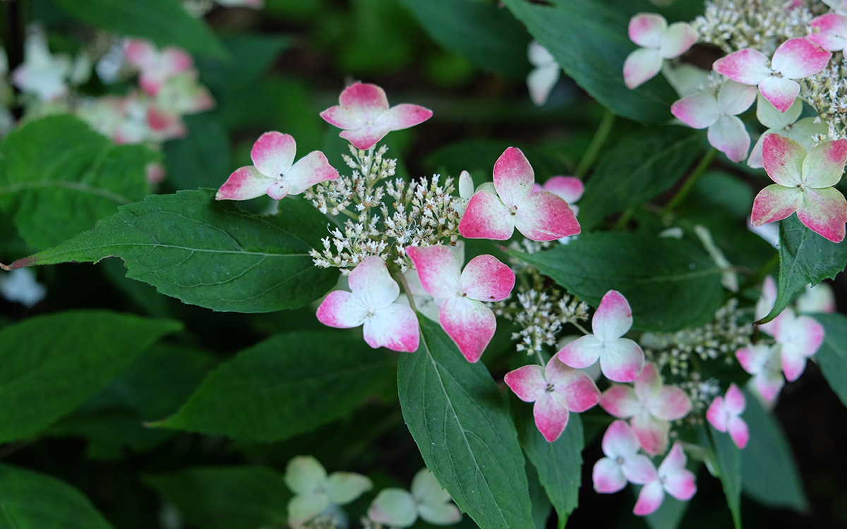 Beni hydrangea