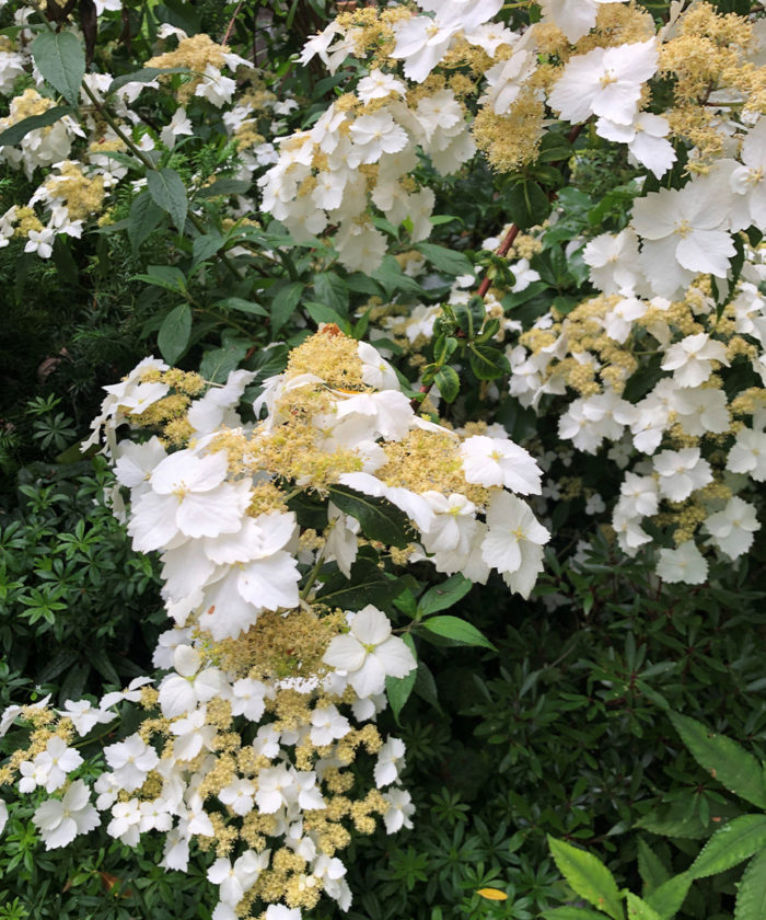 Golden Crane hydrangea