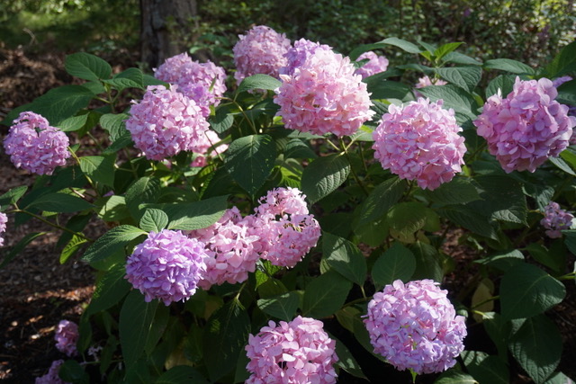 Big leaved hydrangea