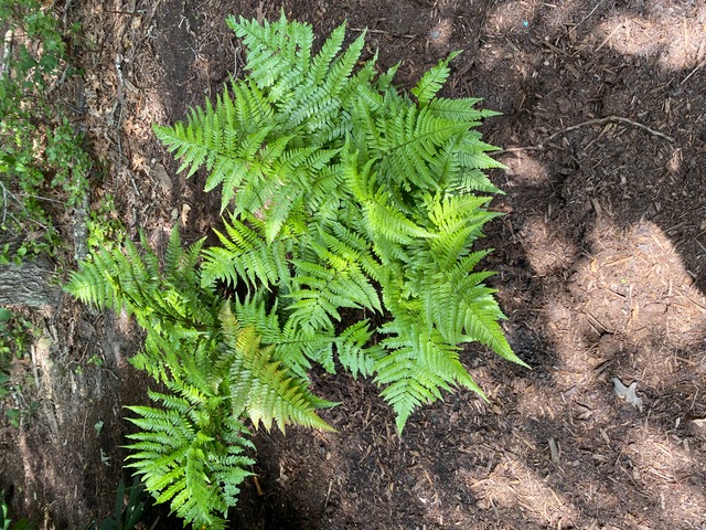 autumn fern