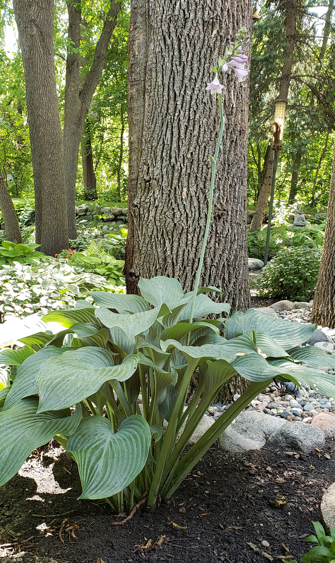 Hosta Krossa Regal