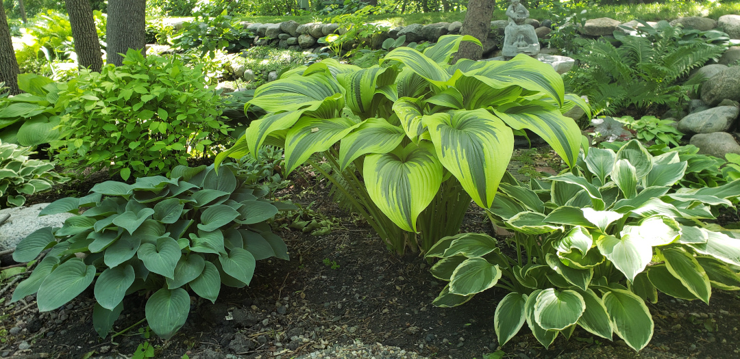 Hosta montana Aureomarginata