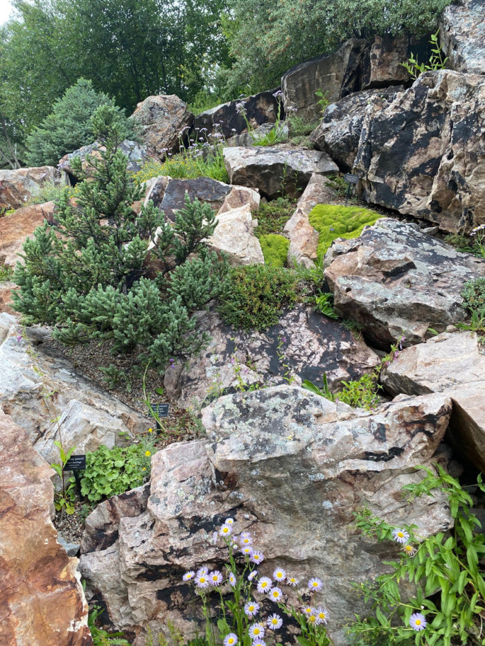 Betty Ford rock crevice garden