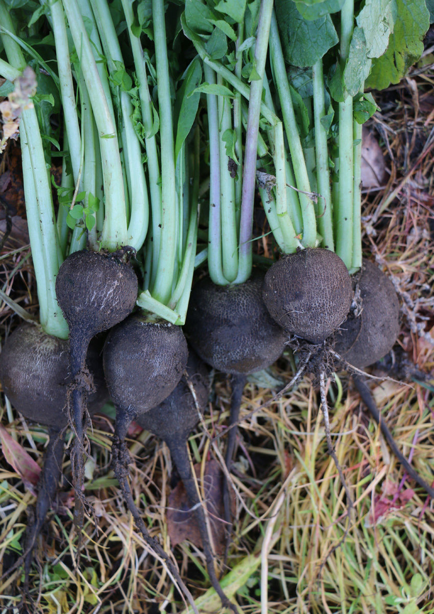 black radishes