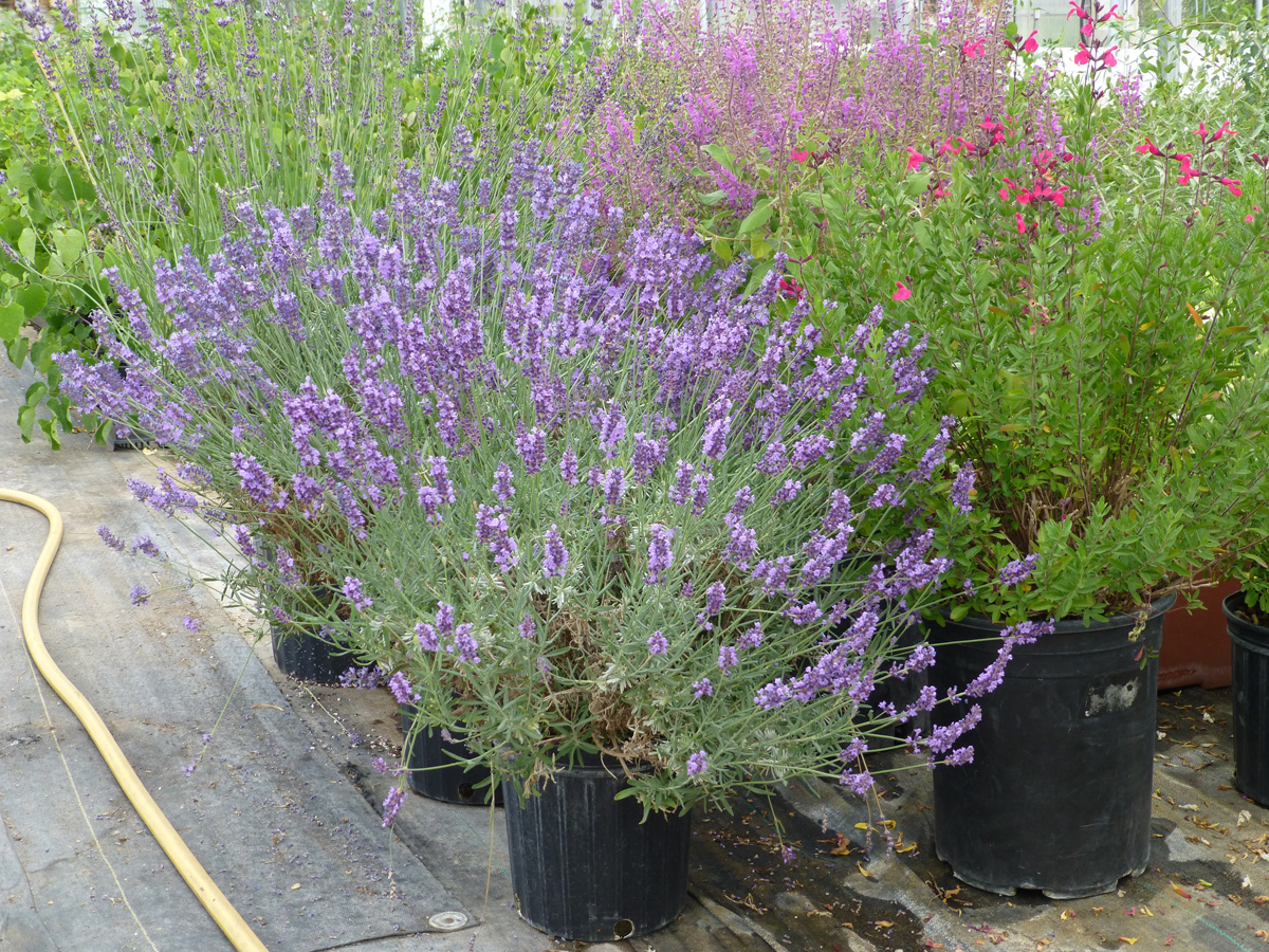 Growing Lavender in Northern California - FineGardening