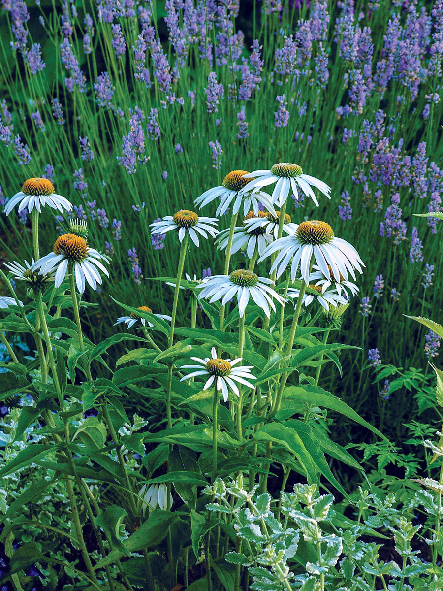 Growing Lavender in Northern California - FineGardening