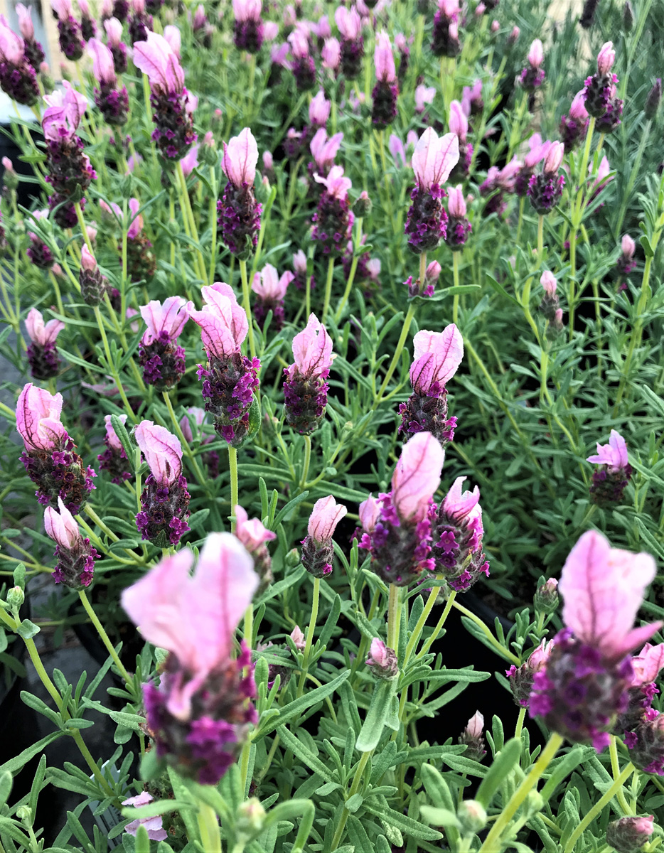 Growing Lavender in Northern California - FineGardening