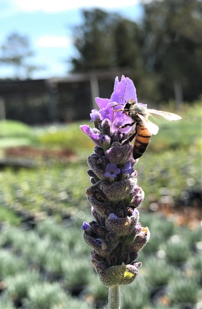 Dry Lavender Flowers Image & Photo (Free Trial)