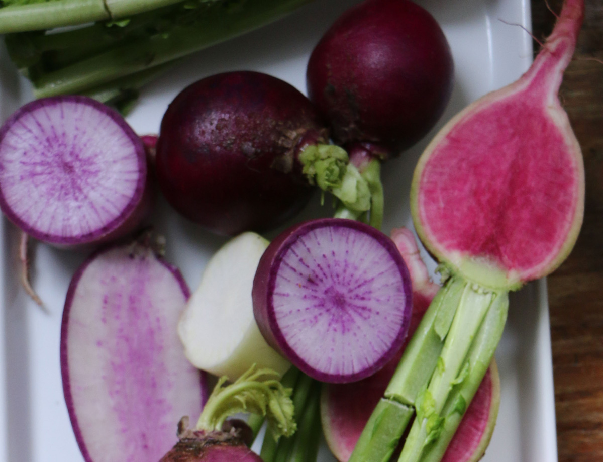 Growing Specialty Radishes in the Northeast - FineGardening