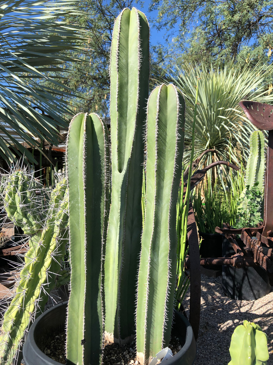 long cactus