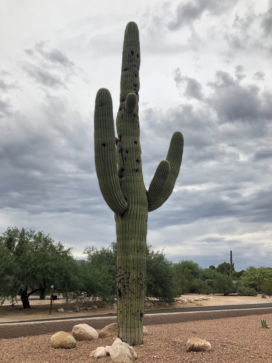 Columnar Cacti for the Southwest - FineGardening