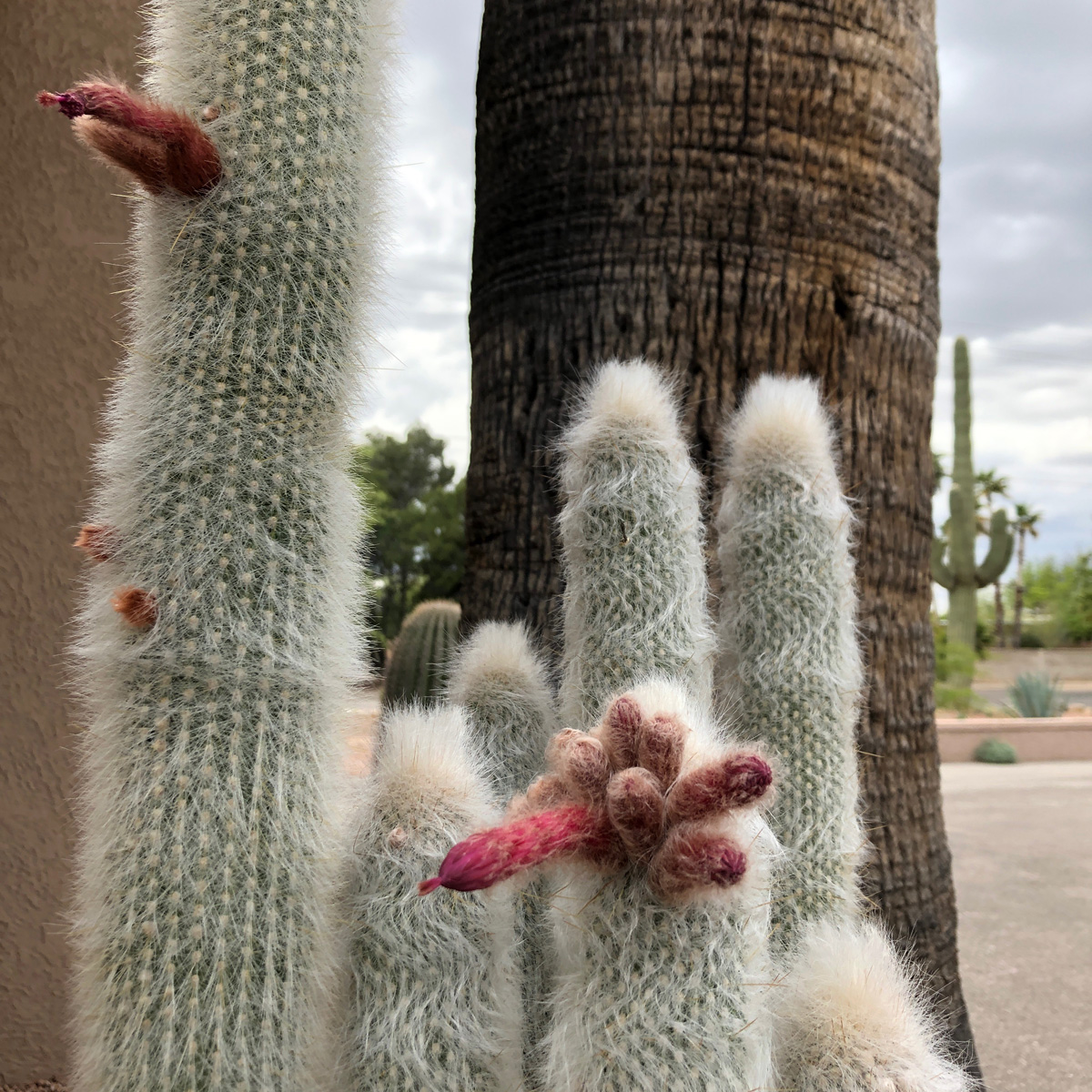 Columnar Cactus Fuzzy Fruit