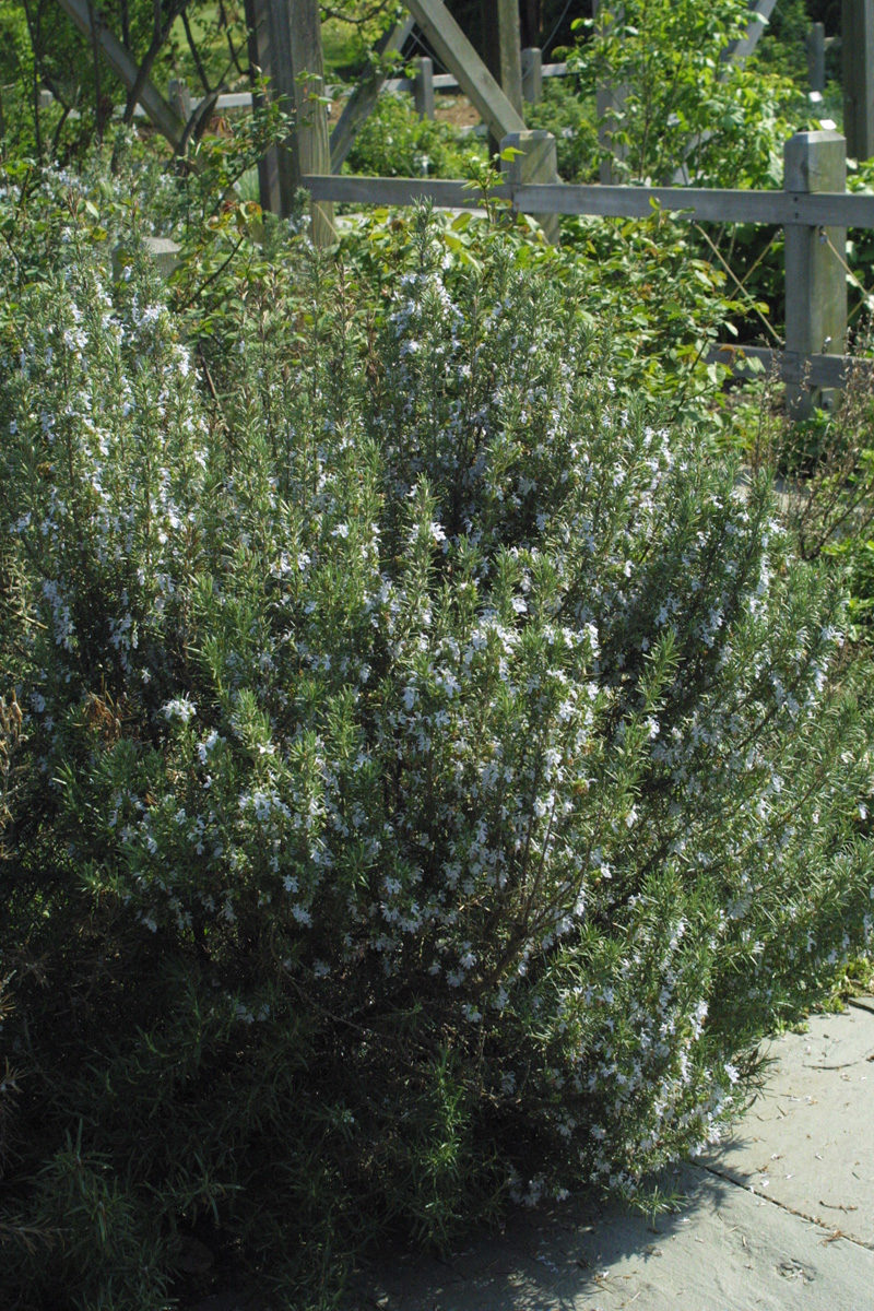 Rosmarinus officinalis