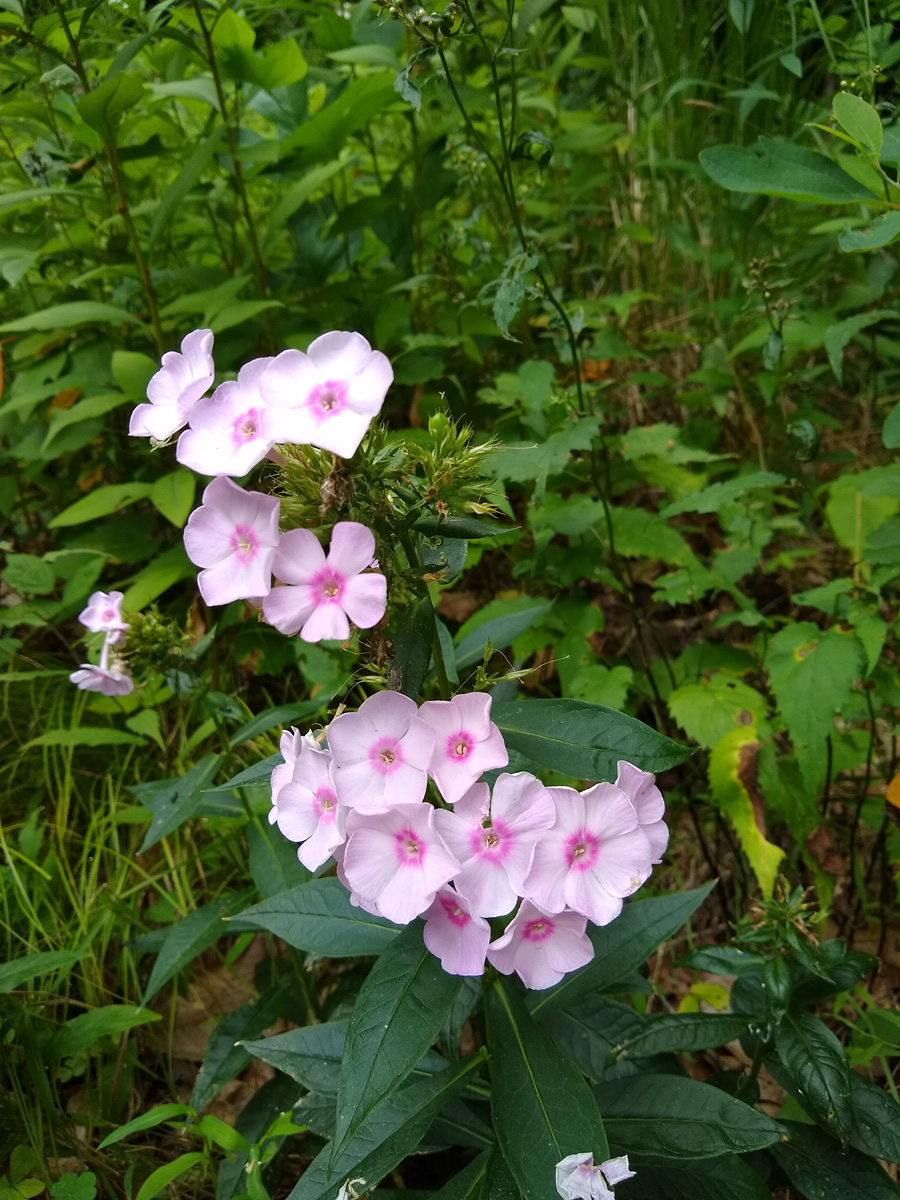 'Opalescence' garden phlox