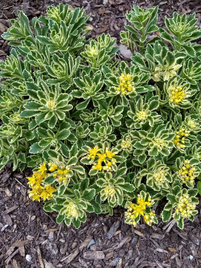 Episode 70 Plants That Made It Through Summer’s Worst Fine Gardening