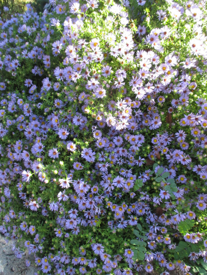 Symphyotrichum 'October Skies'