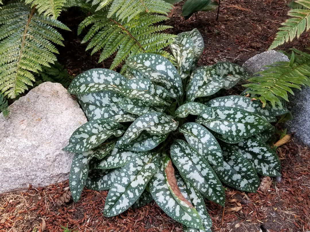 Pulmonaria